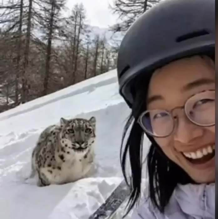 Leopard i skijašica / Platforma X el gato malo