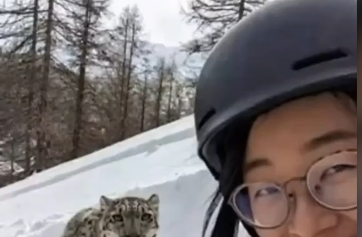 Leopard i skijašica / Platforma X el gato malo
