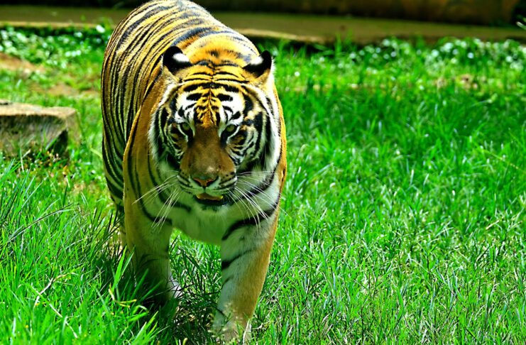 Pixabay